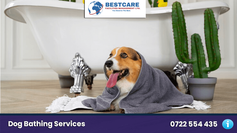 Dog Bathing Services in Nairobi