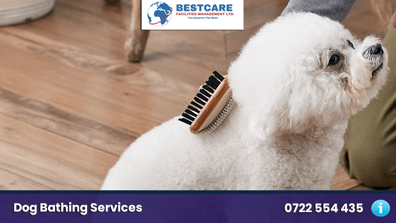 Dog Coat Trimming Services in Nairobi Kenya