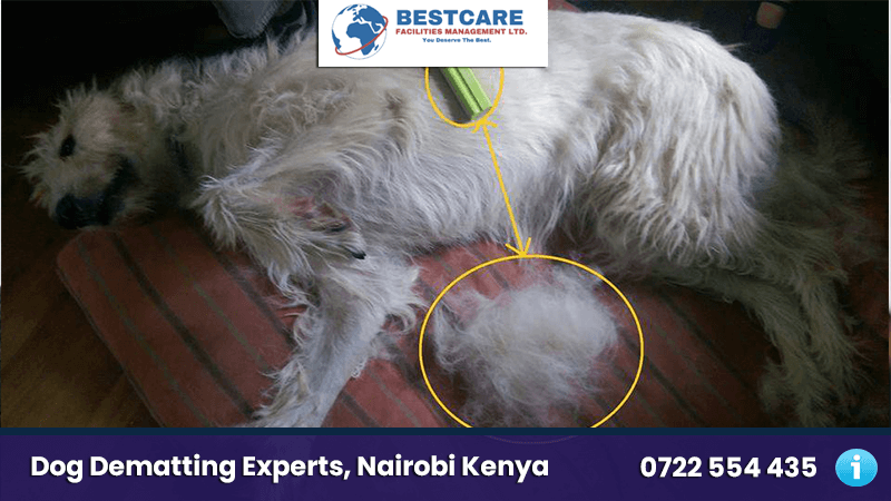 Dog Dematting Services in Nairobi