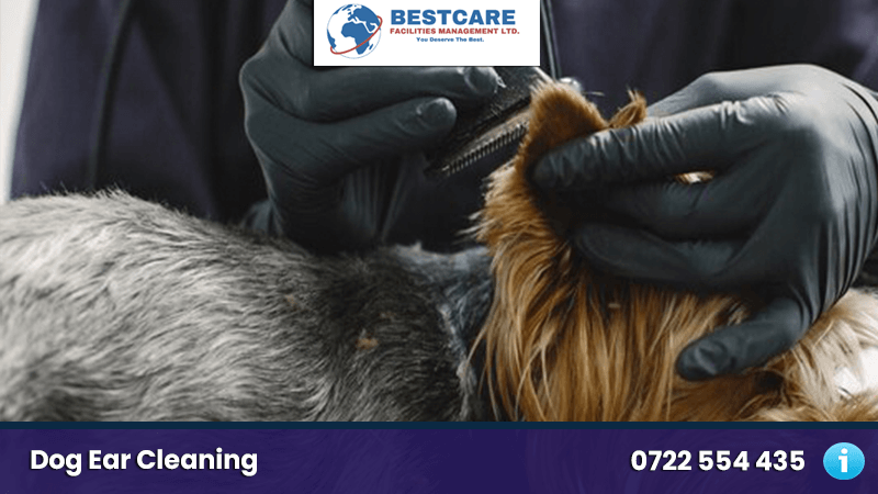Dog Ear Cleaning Services in Nairobi Kenya