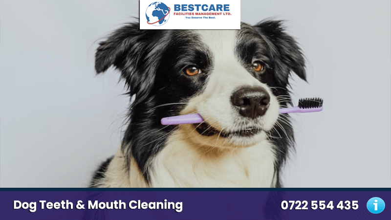 Dog Teeth Cleaning Services in Nairobi