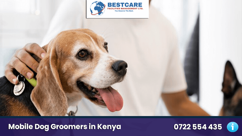 0722554435 Find the best Dog Grooming Services in Nairobi Kenya